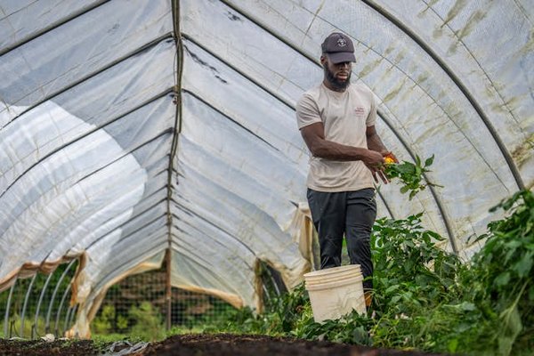 Planifier son jardin potager pour des récoltes toute l'année